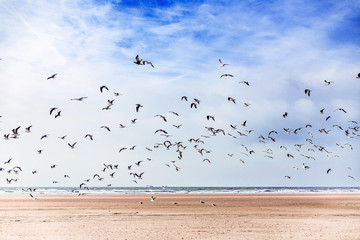 seagulls