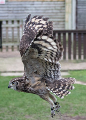 Spotted African eagle owl in flight