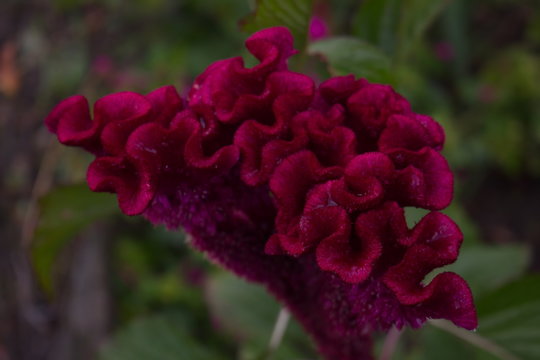 Exotic Velvet Flower