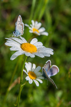 Small beautiful butterfly is sitting on camomile flower. Close up.
