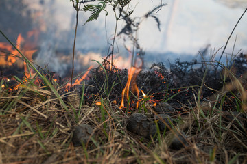forest on fire
