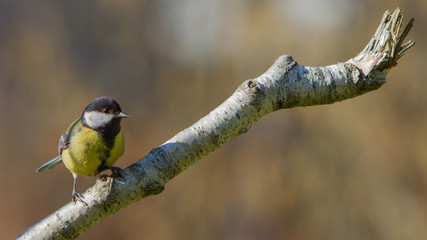 Mésange