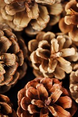 Beautiful pine brown cones and winter background  
