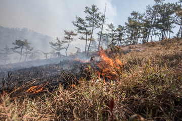 forest on fire