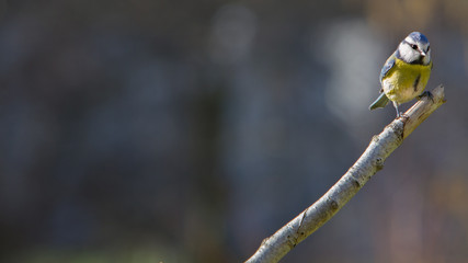 Mésange bleue