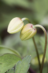 Anemone nemorosa