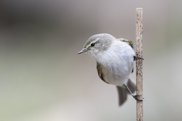 Common Chiffchaff