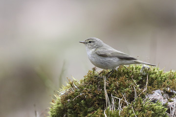 Common Chiffchaff