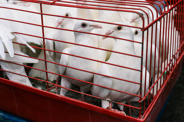 Birds pigeons in a red cage