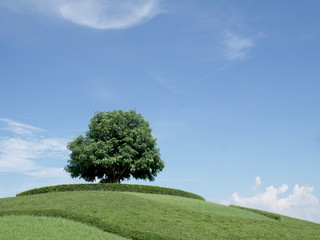 Fototapeta na wymiar Trees on the hill.