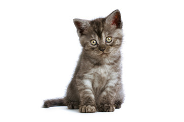 Fototapeta premium Dunkelgrau getigertes Kätzchen isoliert auf weißem Grund
