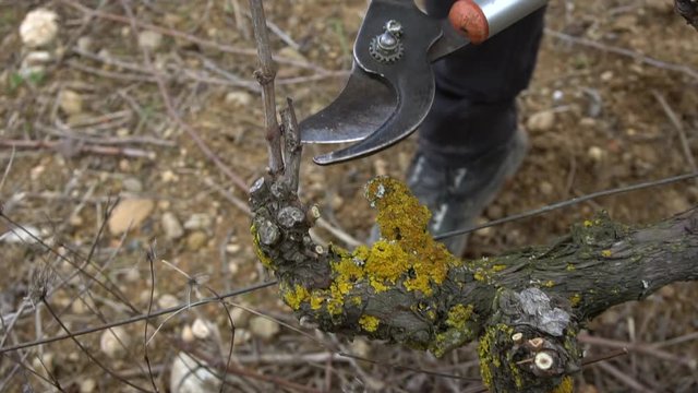 Farmer hands pruning vineyard in winter.