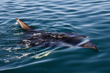 Obraz premium Manta Ray swimming on surface