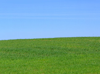 Fototapeta na wymiar green field against the blue sky