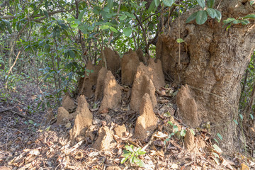 Naklejka na ściany i meble termite mound in jungle, Agonda Beach, Goa, India