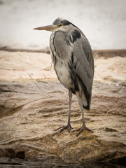 A single grey heron bird in Austria