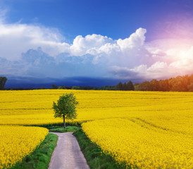Rapsfeld Sommer Panorama
