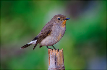 Red-throated Flycatcher