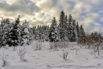 coniferous winter forest. fir winter forest in the Carpathians