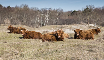 galloways in nature in holland