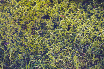 Obraz na płótnie Canvas green grass close up