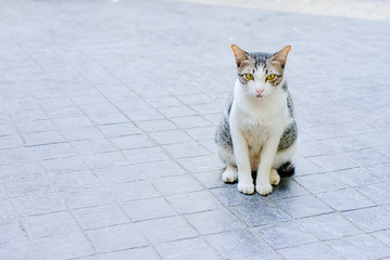 Stray tabby cat with marble gray fur pattern sitting on granite floor waiting for something 