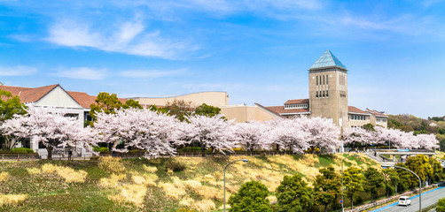 首都大学東京の桜並木　ワイド