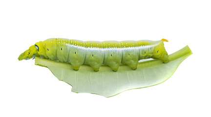 caterpillar isolated on white background
