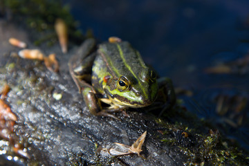 Little green frog in a lake in the middle of Grib skov, Denmark