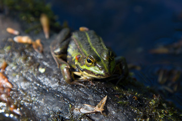 Little green frog in a lake in the middle of Grib skov, Denmark