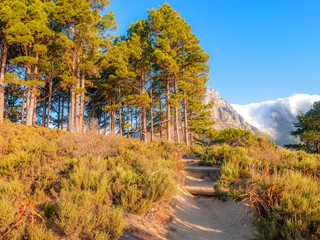 Fototapeta premium View on Table Mountain from Lions Head mountain slope