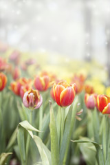 Fototapeta premium Red and yellow tulip flower garden, blurred colorful flower background