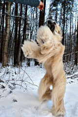 Dog breed dog Afghan Hound jumping over a piece of goodies