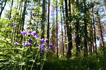 Fototapeta na wymiar flower Aquilegia vulgaris columbine on the edge of the forest