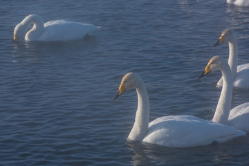 Beautiful white whooping swans swimming in the nonfreezing winter lake. The place of wintering of swans, Altay, Siberia, Russia.