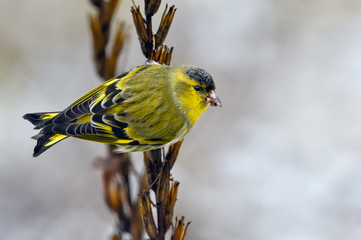 Male Eurasian Siskin back view perched on winter seed plant stem