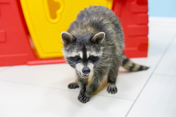 raccoon at the zoo, funny and interesting