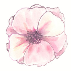 Top view of single big abstract pale pink blooming flower painted in watercolor on clean white background