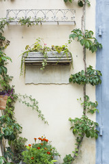 Fototapeta na wymiar Green plants on wall of house