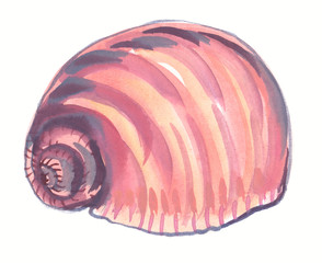 Single big pastel pink seashell painted in watercolor on clean white background