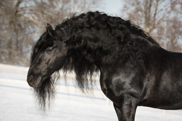 Portrait of a black friesian horse with long mane on nature background in the winter