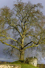 Platane commun, hiver,  Platanus × acerifolia