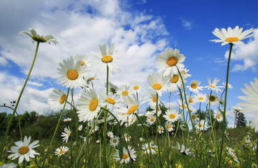 Fototapeta na wymiar delicate white chamomile flower heads grow on a summer meadow and stretch to the blue sky
