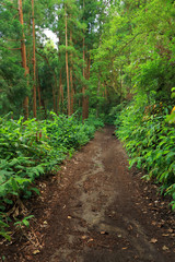 Tropical forest of Sete cidades in Sao Miguel island, Azores, Portugal, Europe