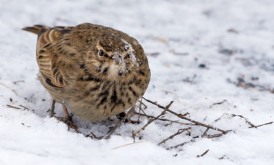 Crested Lark with snow covered head and face while feeding on the ground