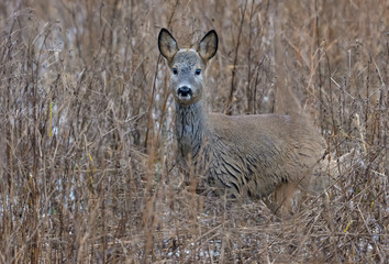European roe deer standing in shrubs in desguise
