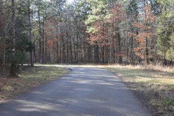Road at the forest and cold weather