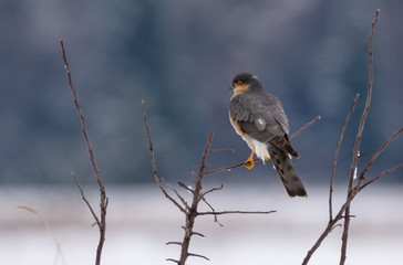Male Eurasian Sparrowhawk perched on the top of small branches of field in winter