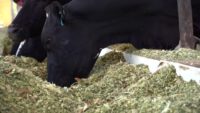 Cows eating silage