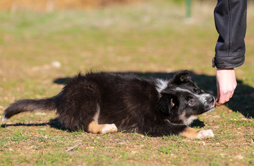 Border collie puppy